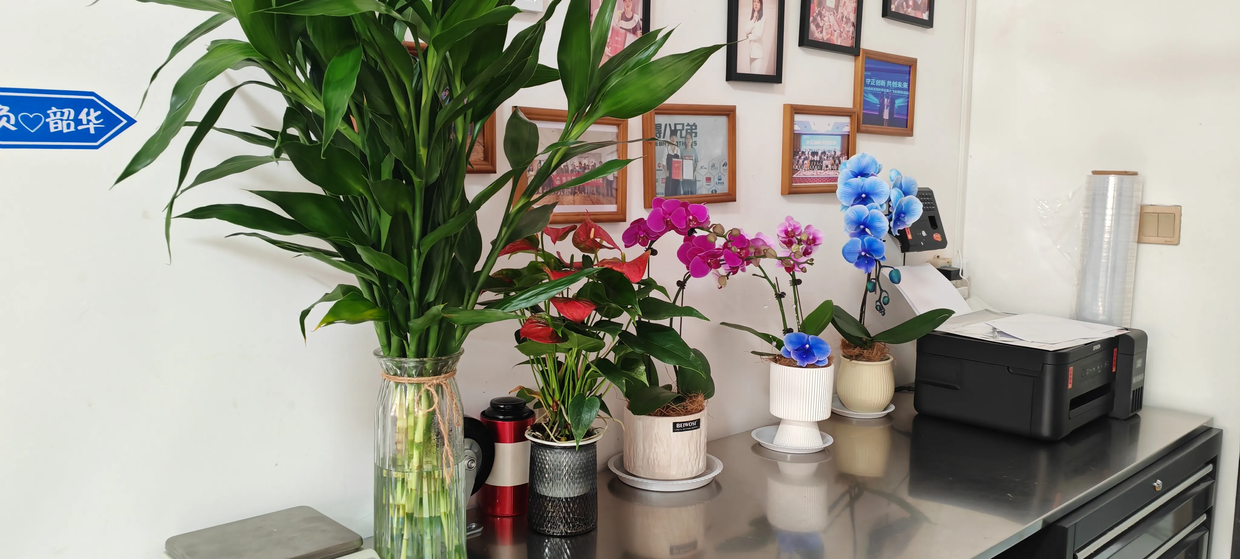 JOJO パックの新しい友達をようこそ!